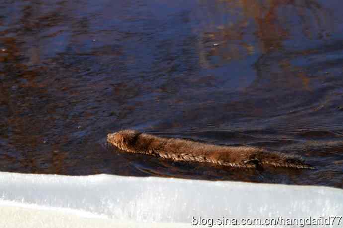 北美水獭 北美水獭