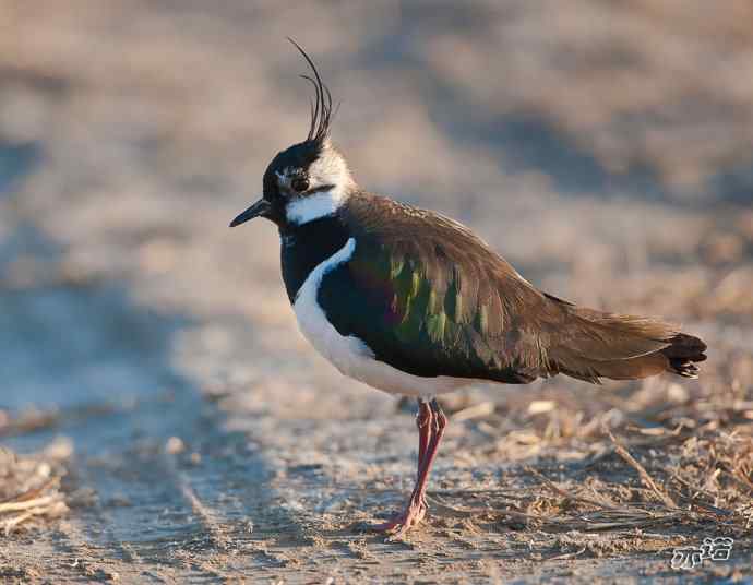 官厅水库&nbsp;wbr路&nbsp;wbr凤头麦鸡