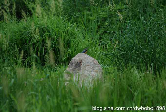 鸟友同游怀沙河