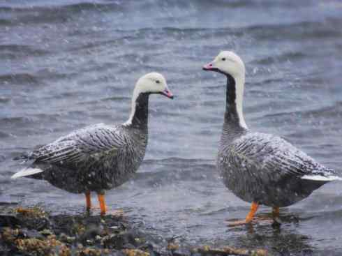 白头鸟系列:另类的美丽8 白头鸟系列:另类的美丽8