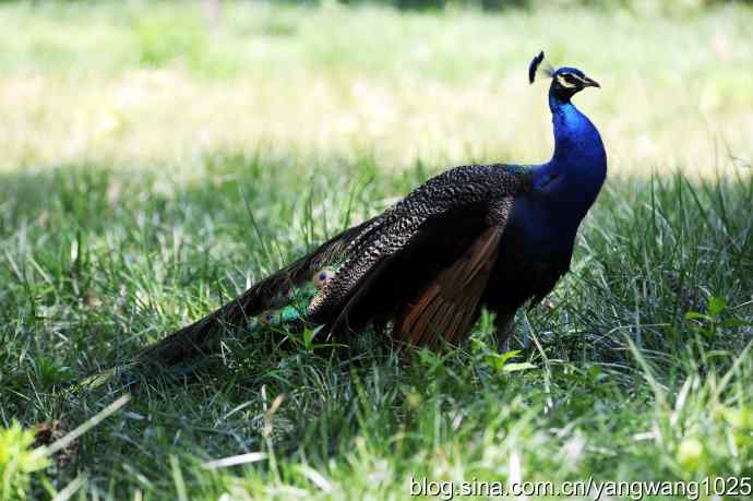 麋鹿苑的蓝孔雀 麋鹿苑的蓝孔雀