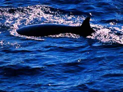 自然奇观：动物大迁徙(须鲸类)