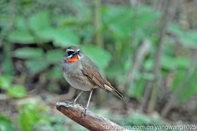 雄性红喉歌鸲（11）