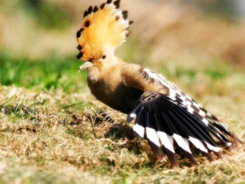 家禽驯化之源之二十三