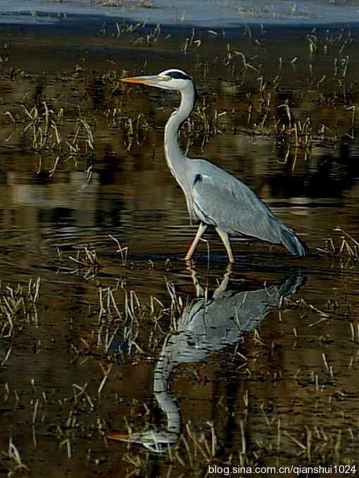 苍鹭抓鱼记(十渡) 苍鹭抓鱼记(十渡)
