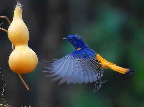 美丽无罪：雀鸟之红尾鸲