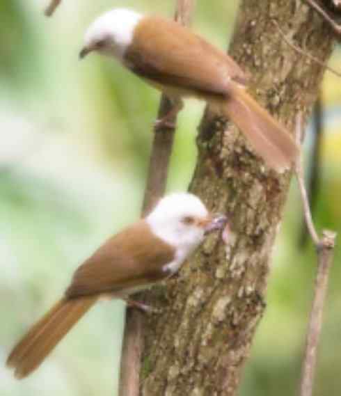 白头鸟系列:另类的美丽5 白头鸟系列:另类的美丽5