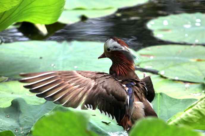 摄鸟拾趣（三） wbr鸳鸯2012.06