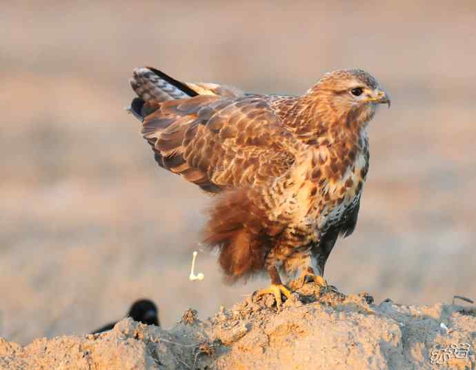 官厅水库&nbsp;wbr路&nbsp;wbr被喜鹊驱赶的毛脚鵟