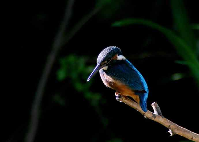 光影中的小小翠