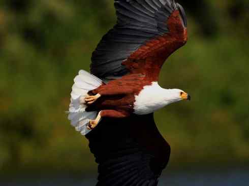 白头鸟系列：另类的美丽（吼海雕）