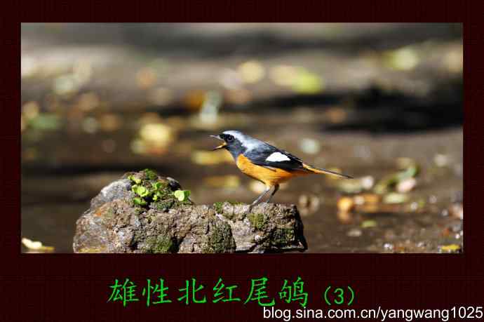 雄性北红尾鸲（3）