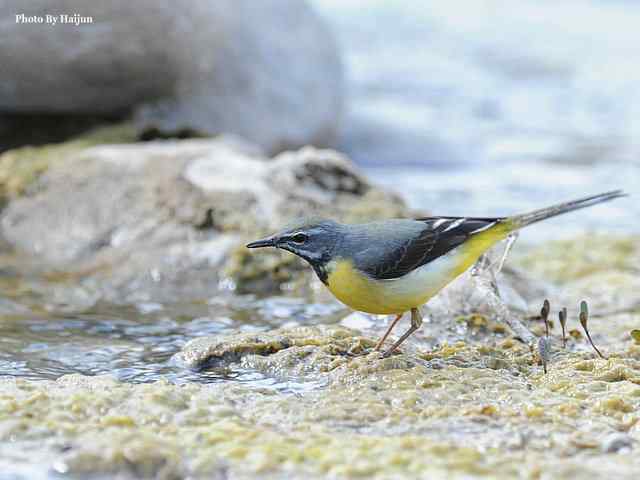 房山十渡(灰鹡鸰)