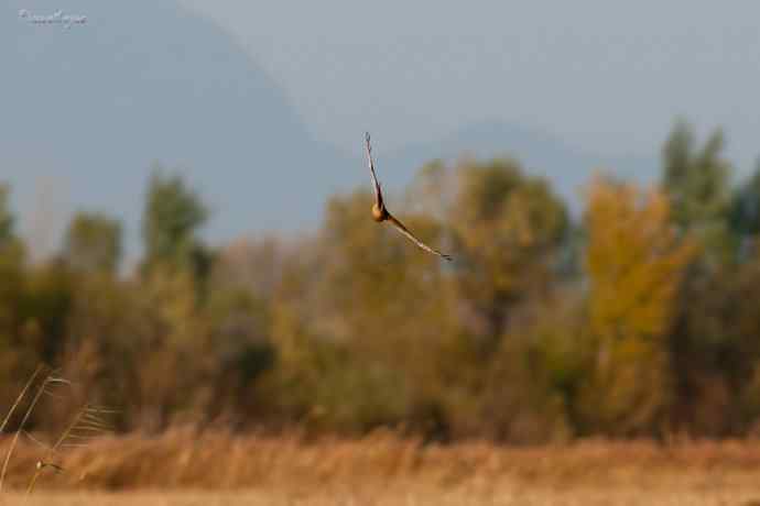 角百灵 wbr野鸭湖的一天 角百灵 wbr野鸭湖的一天