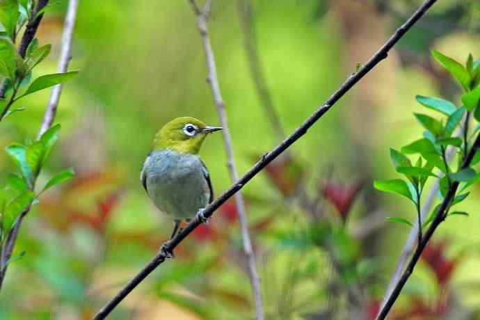 红胁绣眼鸟（8）