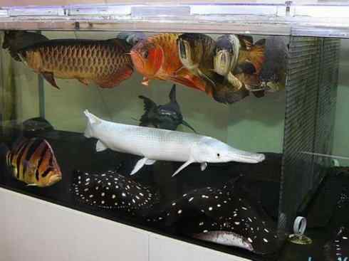 鱼类活化石：鳄雀鳝