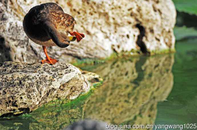 随拍野鸭 随拍野鸭