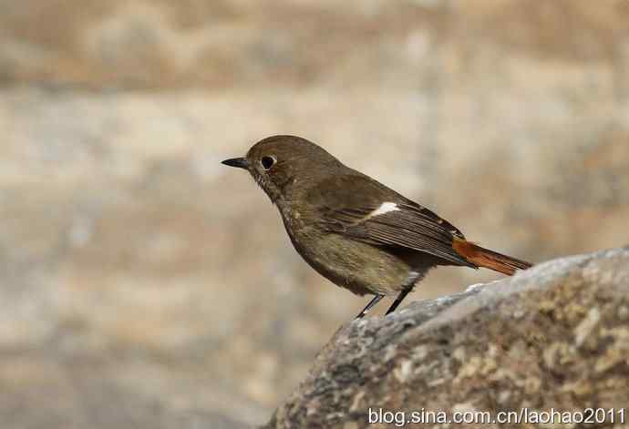 圣诞快乐,敬礼! 圣诞快乐,敬礼!
