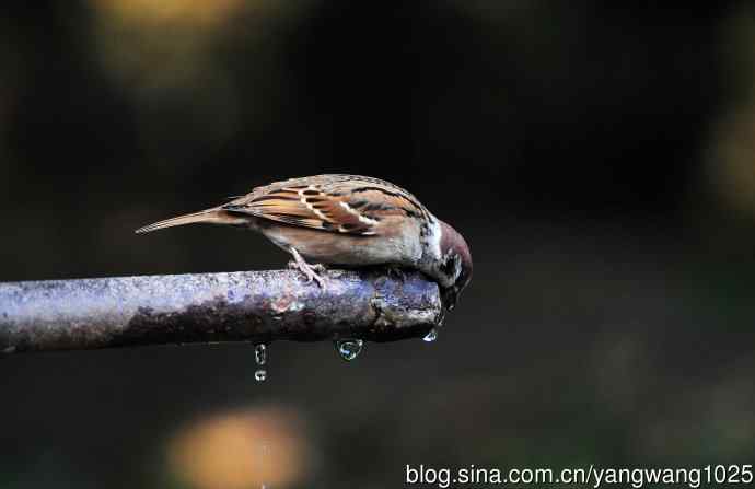 北京天坛公园的鸟类——喝水的麻雀