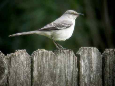 雀鸟也彪悍：别惹我（小嘲鸫）
