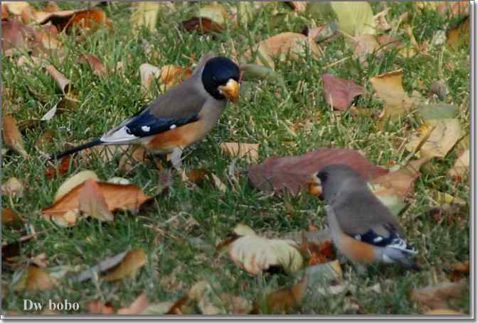 点击图片或使用键盘← →翻页