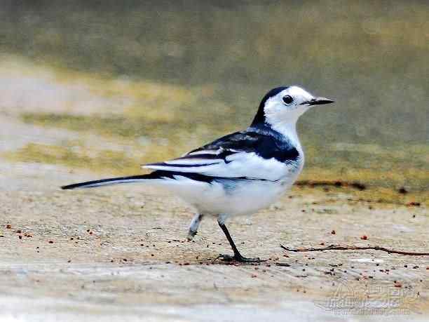 利箭穿胸的鸟坚强 黑额黑雁
