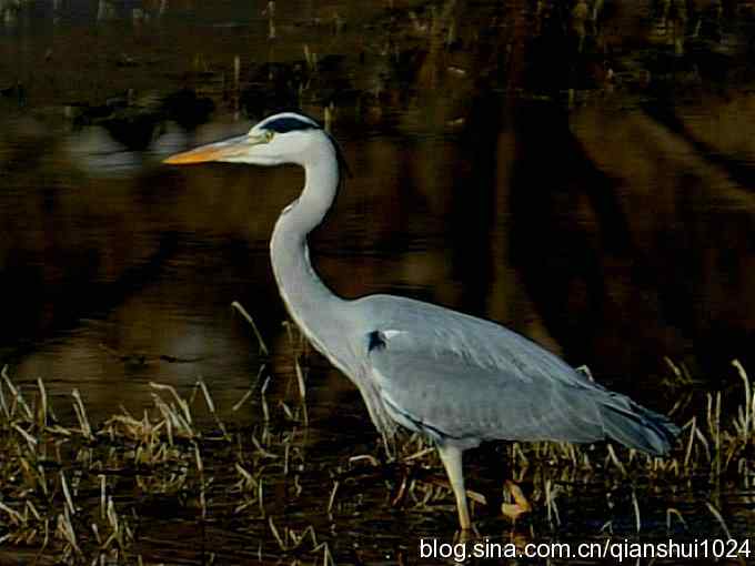 苍鹭抓鱼记(十渡) 苍鹭抓鱼记(十渡)