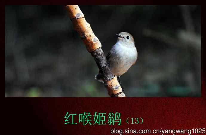 红喉姬鹟（13）