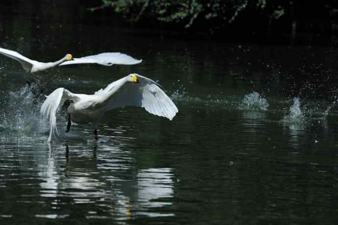 飞（白天鹅） wbr1
