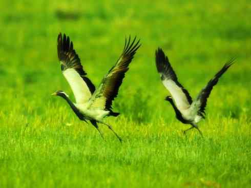 自然奇观：动物大迁徙(鹤类)