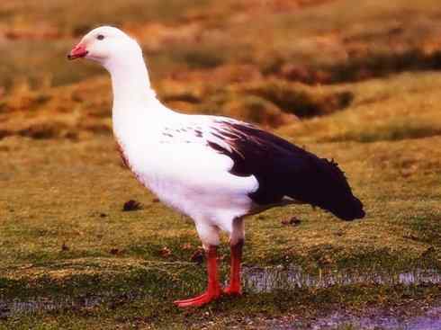 欣赏:美丽的草雁 欣赏:美丽的草雁