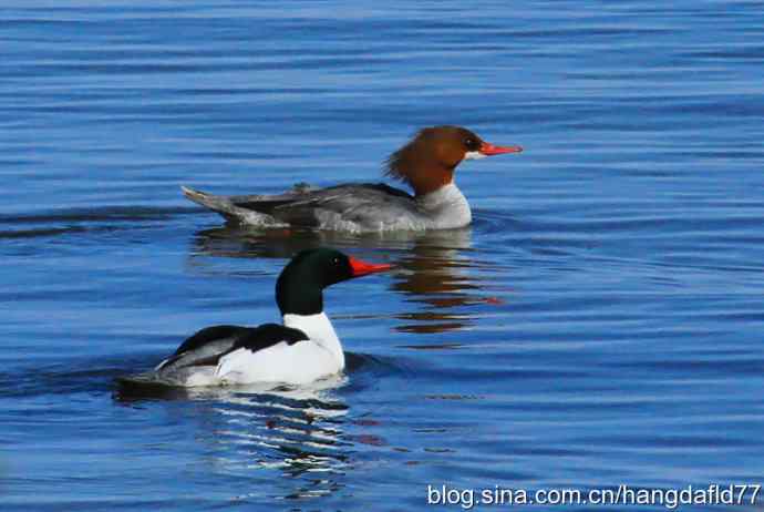 普通秋沙鸭 普通秋沙鸭