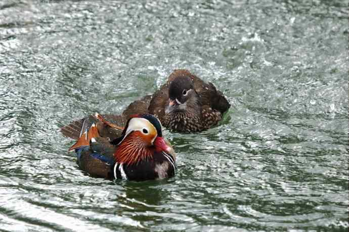 177.鸳鸯戏水--（大白）