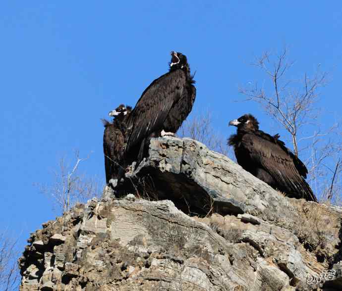 座山雕下山了鈥斺斖吼 座山雕下山了鈥斺斖吼