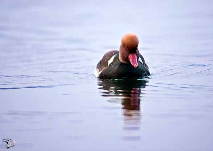 颐和园的赤嘴潜鸭