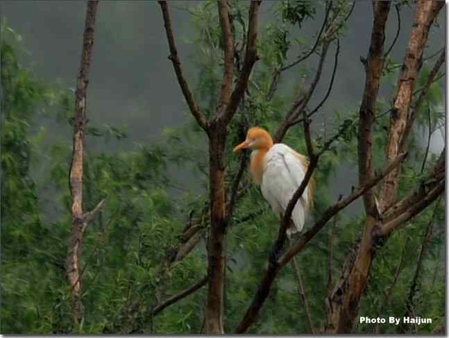  点击图片或使用键盘← →翻页