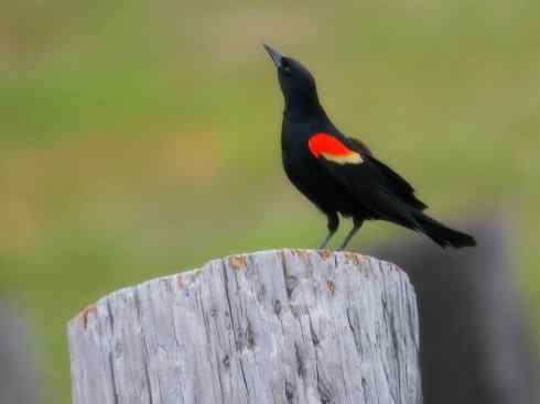 雀鸟也彪悍:小鸟也疯狂(红翅黑鹂) 雀鸟也彪悍:小鸟也疯狂(红翅黑鹂——拟鹂科的战斗种族)