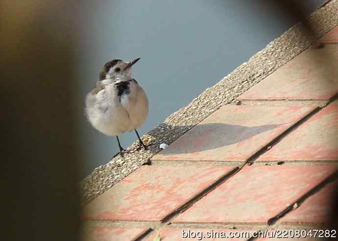 151.圣诞节送上12月份拍新鸟 151.圣诞节送上12月份拍新鸟