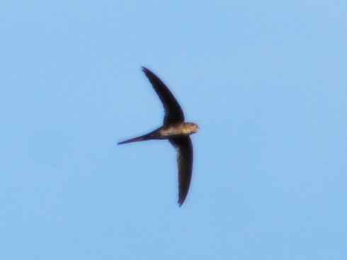 鸟类之最：尖尾雨燕