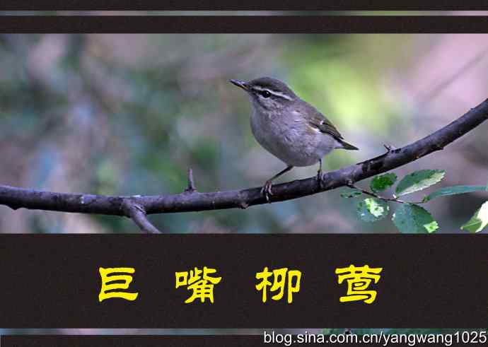 巨嘴柳莺（洗浴篇）