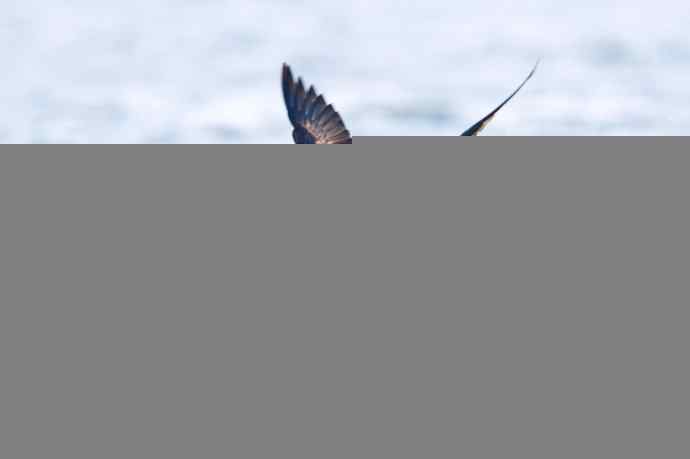 一组斑脸海番鸭逆光起飞