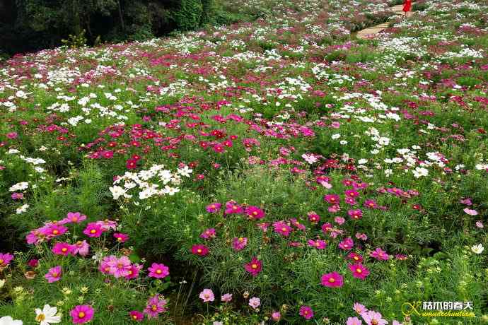 秋高气爽鸟悠然