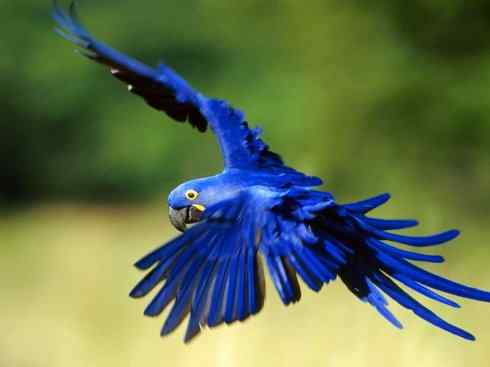 极品红色鸟类：红色吸蜜鹦鹉