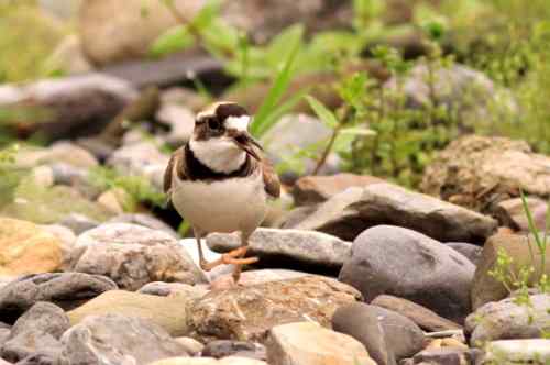 长嘴剑鸻竟然会诈伤