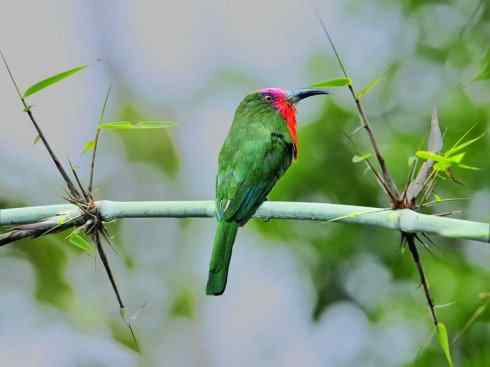 绝色攀禽:佛法僧目之蜂虎 绝色攀禽:佛法僧目之蜂虎