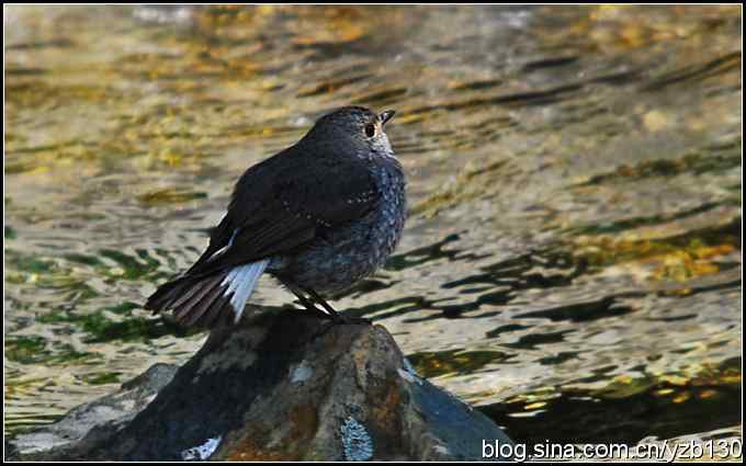 神农架的第二只鸟鈥斺敽煳菜叮ㄗ橥迹