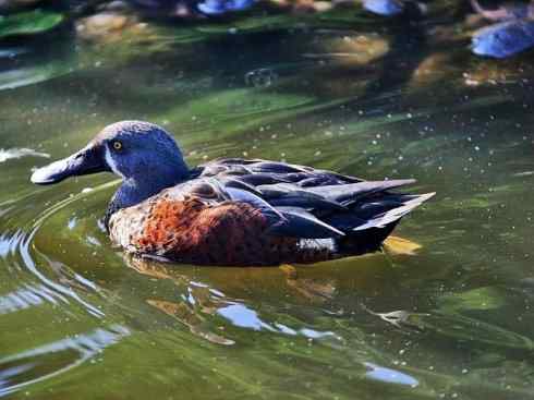 欣赏:美丽的钻水鸭5 欣赏:美丽的钻水鸭5