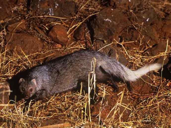 盘点十二大著名食蚁动物:食蚁兽 盘点十二大著名食蚁动物:食蚁兽