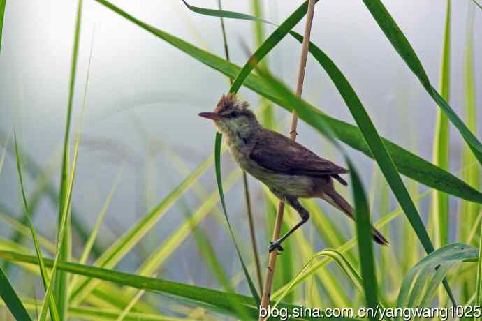 捉虫育雏的东方大苇莺（2）