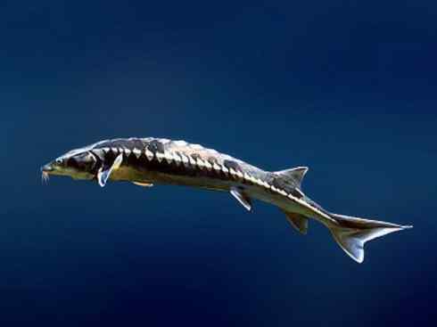 鱼类活化石：中华鲟